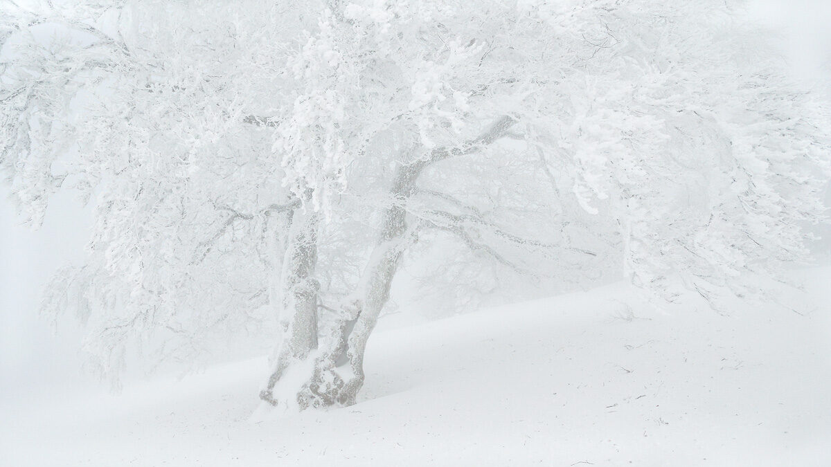 arbre-givre-creux-du-van-guillaume-francois © Guillaume François