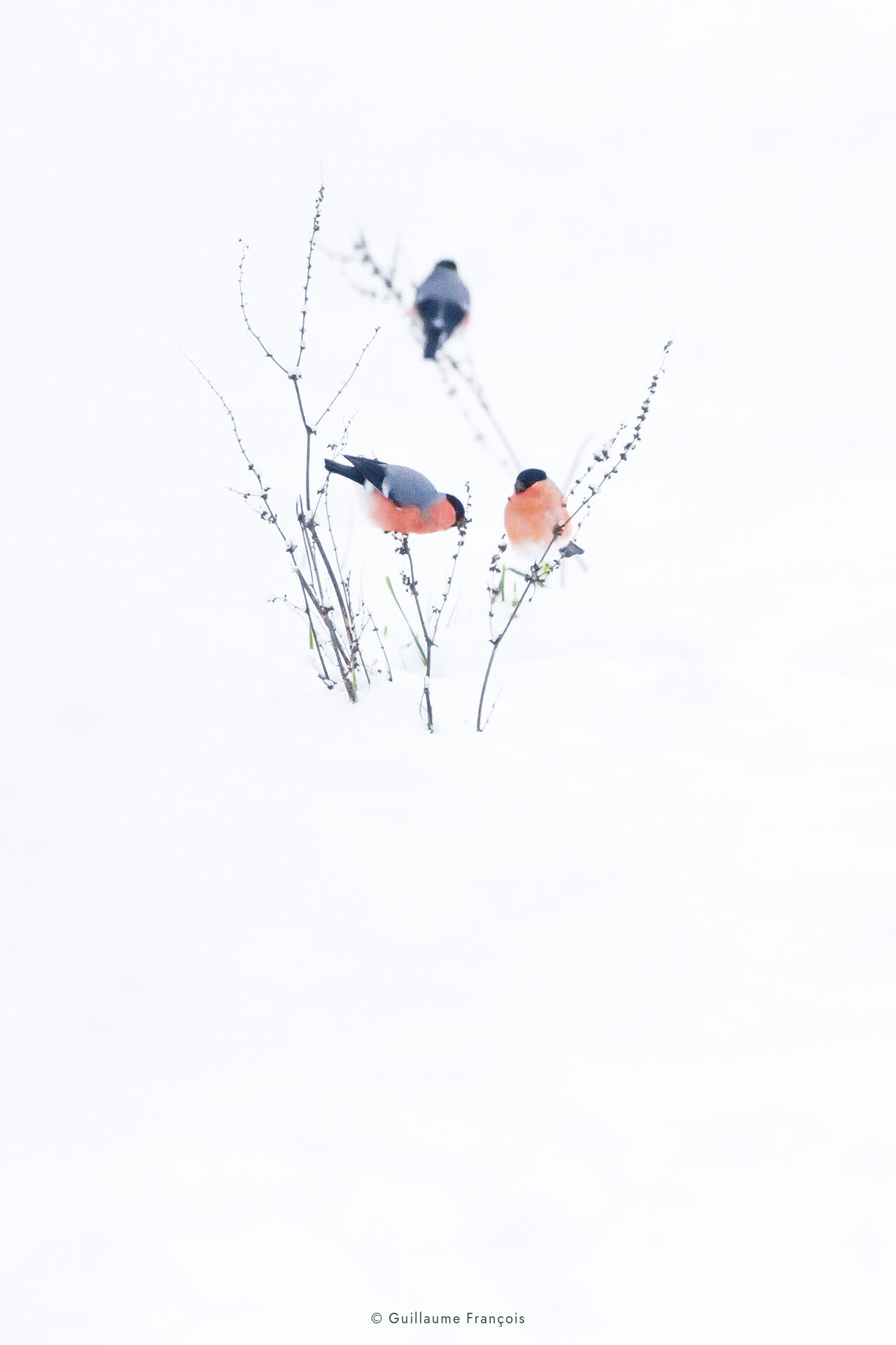 Bouvreuils pivoine posés sur des tiges dans la neige © Guillaume François