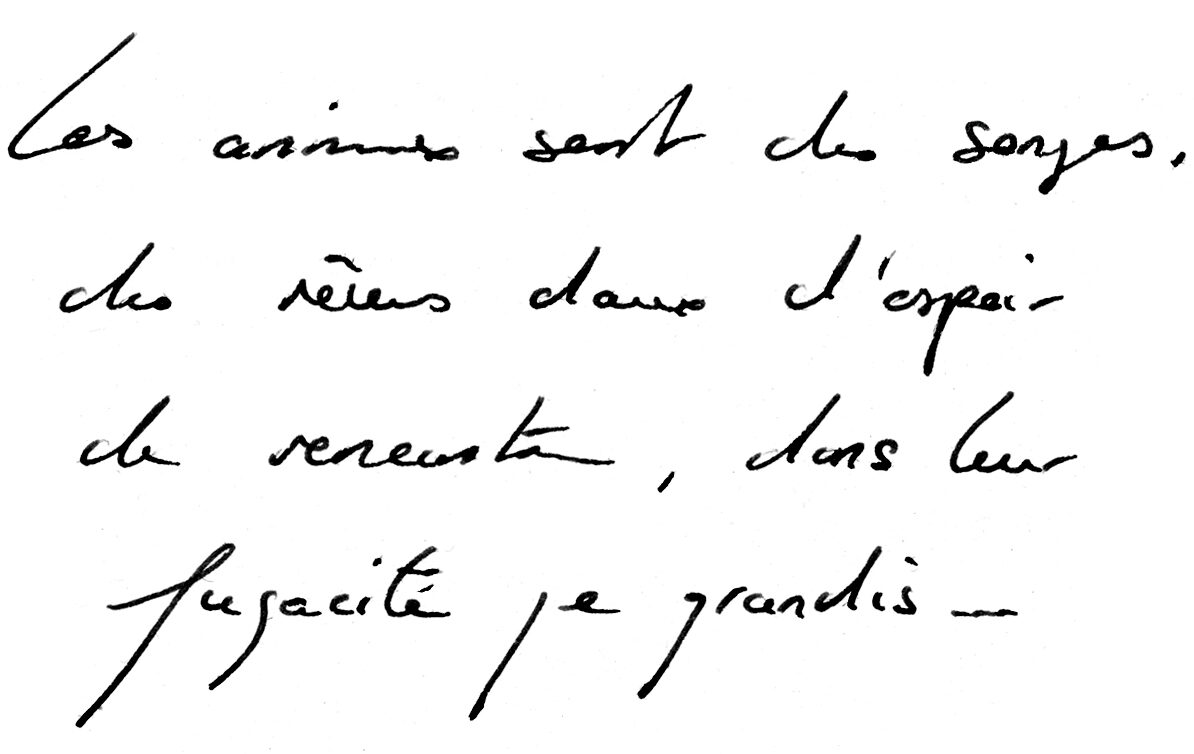 Les animaux sont des songes, des rêves dans l'espoir de rencontre, dans leur fugacité je grandis…