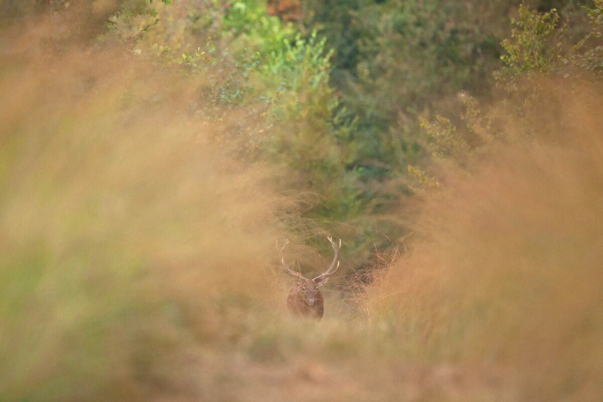 cerf-elaphe-foret-guillaume-francois-nature-photographe-animalier-sauvage © Guillaume François