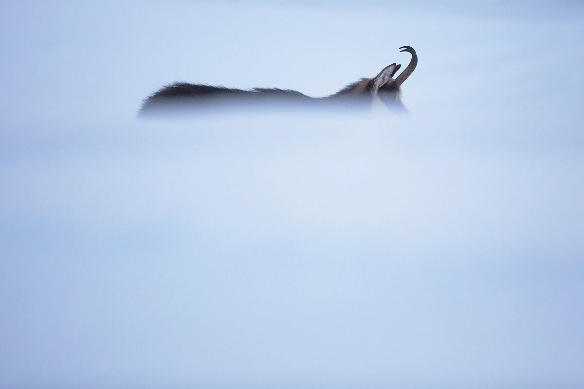 chamois-brume-neige-hiver-guillaume-francois-photographe-nature-animalier © Guillaume François