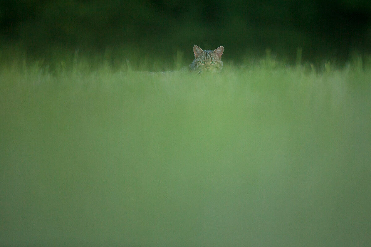 chat-forestier-guillaume-francois-photographe-nature-animalier © Guillaume François
