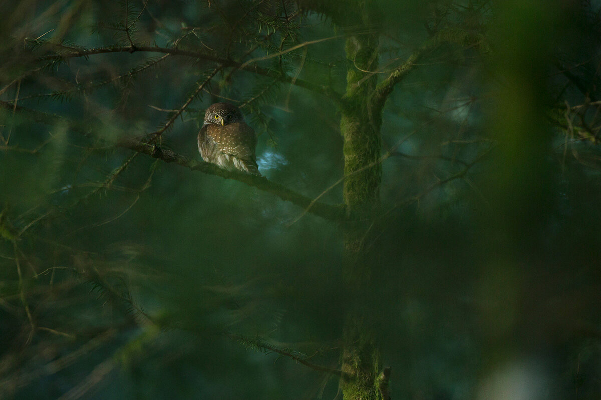 chouette-chevechette-foret-emeraude-guillaume-francois-photographe-nature-animalier © Guillaume François