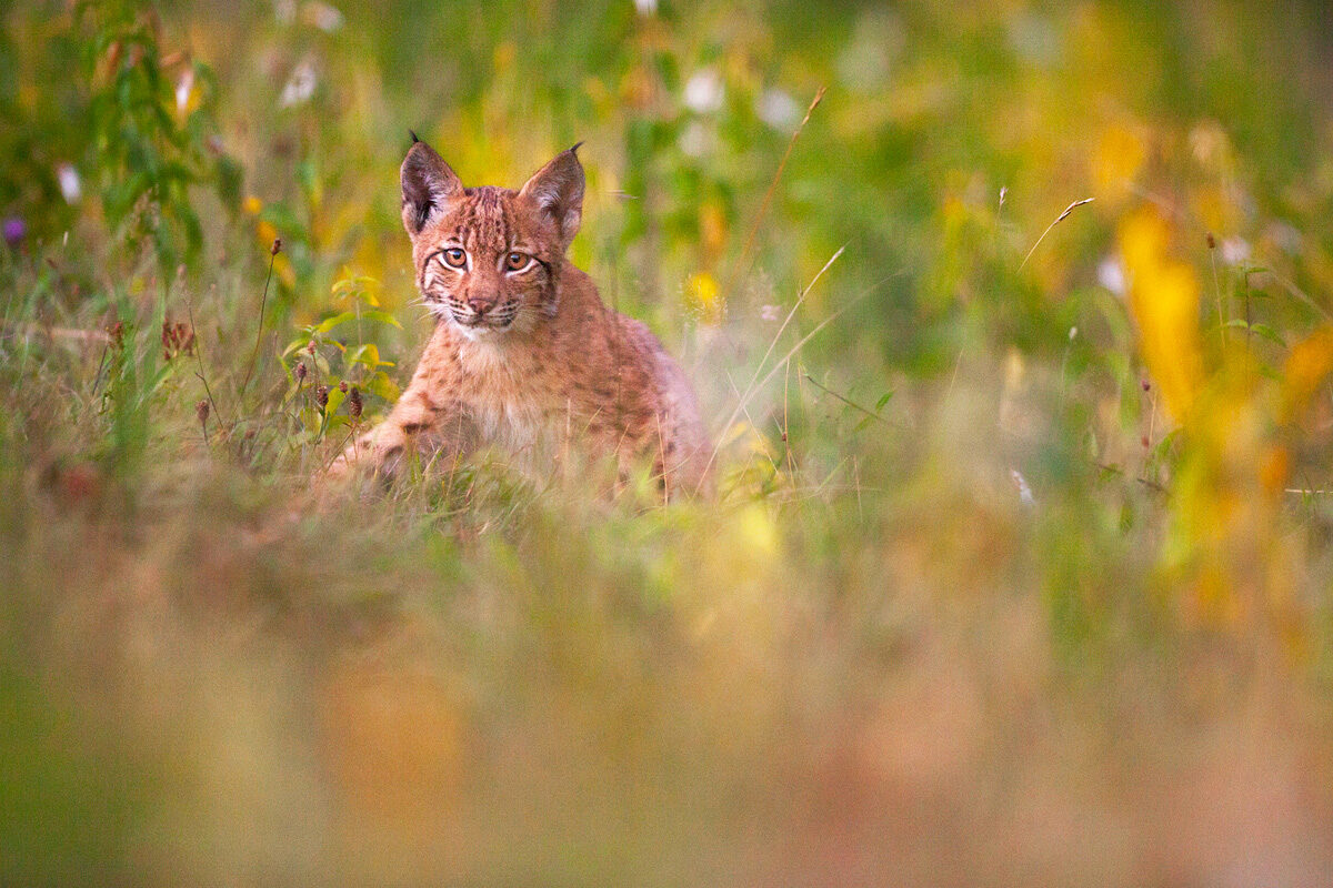 jeune-lynx-boreal-sauvage-portrait-jura-guillaume-francois-photographe-nature-animalier-4 © Guillaume François