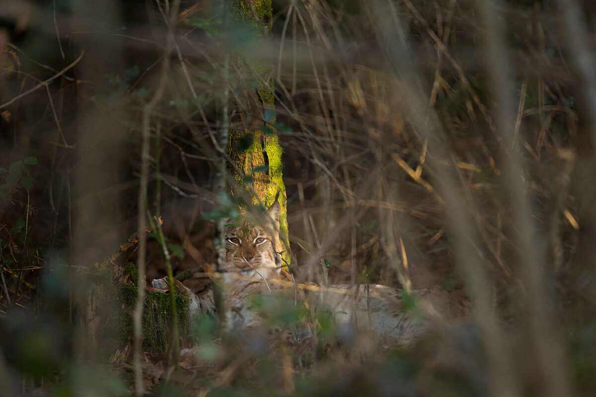 lynx-boreal-sauvage-jura-guillaume-francois-photographe-nature-animalier © Guillaume François