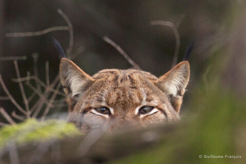 Lynx Boréal © Guillaume François