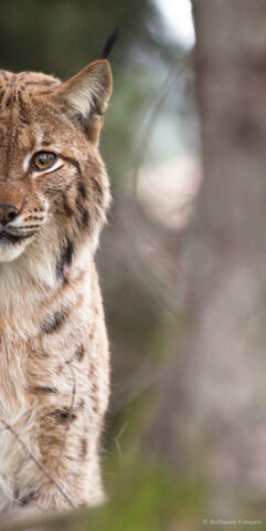 Lynx Boréal © Guillaume François