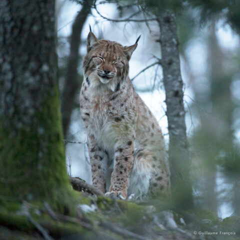 Lynx Boréal © Guillaume François