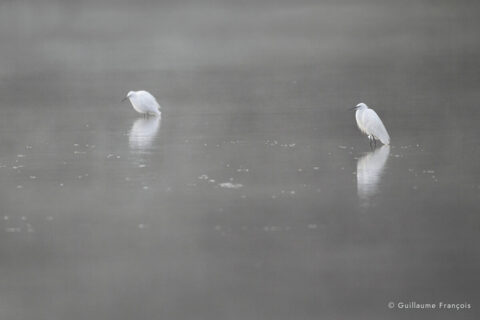 aigrette-garzette-guillaume-francois-photographe-nature-sauvage-animalier-naturaliste (3) © Guillaume François