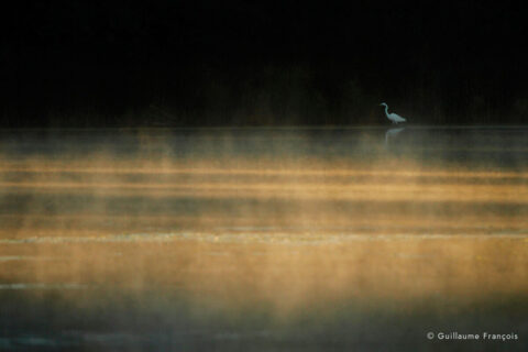 aigrette-garzette-guillaume-francois-photographe-nature-sauvage-animalier-naturaliste (4) © Guillaume François