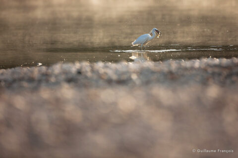aigrette-garzette-guillaume-francois-photographe-nature-sauvage-animalier-naturaliste (5) © Guillaume François