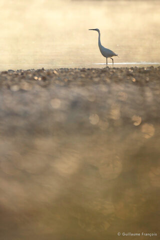 aigrette-garzette-guillaume-francois-photographe-nature-sauvage-animalier-naturaliste (6) © Guillaume François