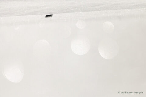 ambiance-chat-forestier-hiver-neige-guillaume-francois-photographe-nature © Guillaume François