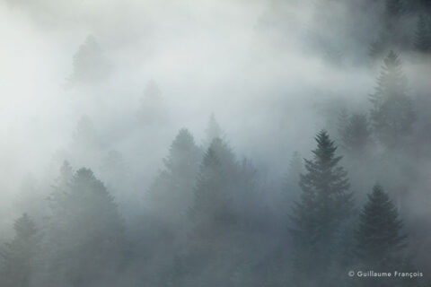 ambiance-foret-qui-respire-guillaume-francois-photographe-nature-animalier © Guillaume François