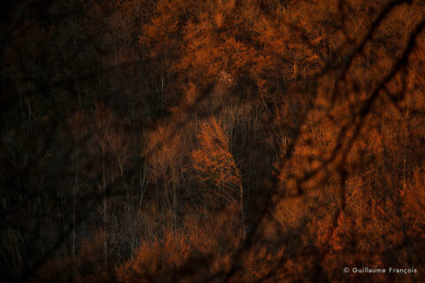 ambiance-guillaume-francois-photographe-nature-animalier © Guillaume François