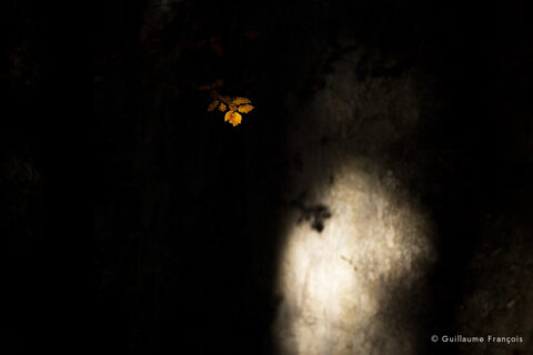 arbre-2-guillaume-francois-photographe-nature-animalier © Guillaume François