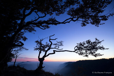 arbre-creux-du-van-guillaume-francois-photographe-nature-animalier © Guillaume François