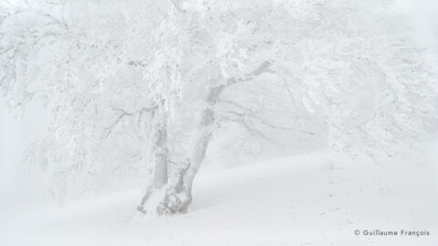 arbre-givre-creux-du-van-guillaume-francois © Guillaume François