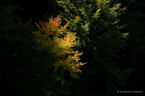 arbre-guillaume-francois-photographe-nature-animalier © Guillaume François