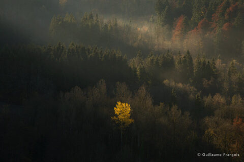 arbre-jaune-guillaume-francois-photographe-nature-animalier © Guillaume François