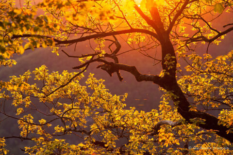 arbre-lumiere-guillaume-francois-photographe-nature-animalier © Guillaume François