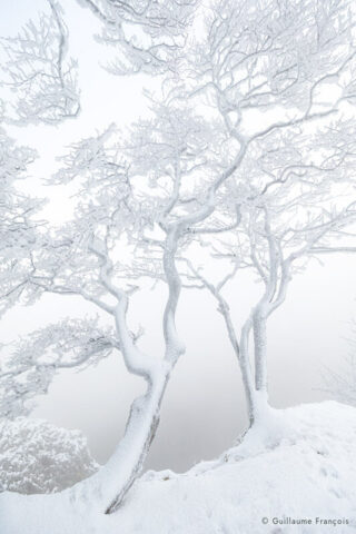 arbre-neige-hiver-guillaume-francois-photographe-nature-animalier © Guillaume François