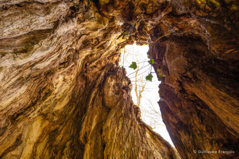 arbre-tilleul-guillaume-francois-photographe-nature-animalier © Guillaume François