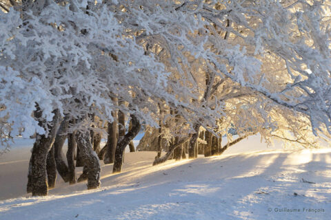 arbres-neige-hiver-guillaume-francois-photographe-nature-animalier (2) © Guillaume François