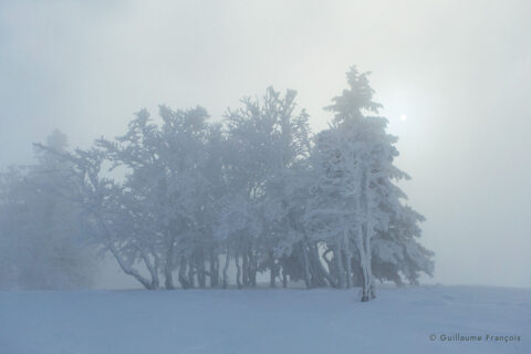arbres-neige-hiver-guillaume-francois-photographe-nature-animalier © Guillaume François