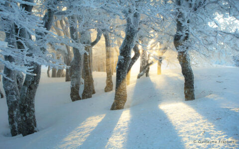 arbres-paysage-soleil-neige-hiver-guillaume-francois-photographe-nature-animalier © Guillaume François