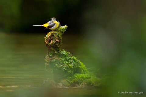 bergeronnette-des-ruisseaux-ambiance-guillaume-francois-photographe-nature-sauvage-animalier-naturaliste © Guillaume François