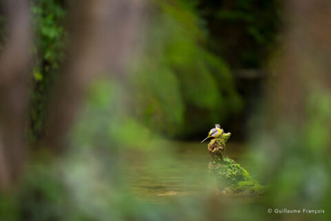 bergeronnette-des-ruisseaux-ambiance-portrait-guillaume-francois-photographe-nature-sauvage-animalier-naturaliste © Guillaume François