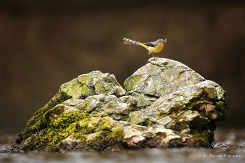 bergeronnette-des-ruisseaux-guillaume-francois-photographe-nature-sauvage-animalier-naturaliste (2) © Guillaume François