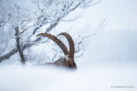 bouquetin-hiver-guillaume-francois-photographe-nature-animalier (2) © Guillaume François
