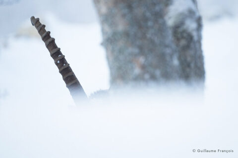 bouquetin-hiver-guillaume-francois-photographe-nature-animalier © Guillaume François