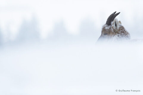 bouquetin-paysage-hiver-guillaume-francois-photographe-nature-animalier © Guillaume François