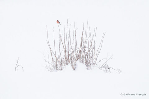bouvreuil-ambiance-neige-hiver-guillaume-francois-photographe-nature-animalier © Guillaume François