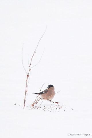 bouvreuil-pivoine-femelle-neige-hiver-guillaume-francois-photographe-nature-animalier © Guillaume François