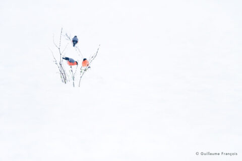 bouvreuils-pivoine-trio-neige-hiver-guillaume-francois-photographe-nature-animalier © Guillaume François