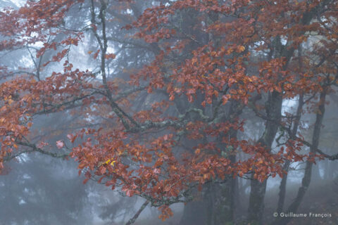brume-arbre-guillaume-francois-photographe-nature-animalier © Guillaume François