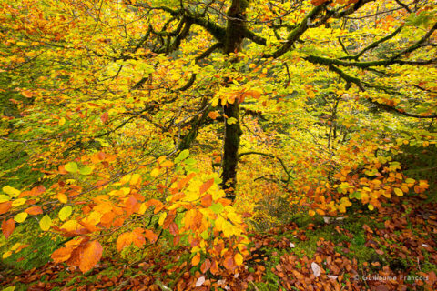brume-automne-guillaume-francois-photographe-nature-animalier © Guillaume François