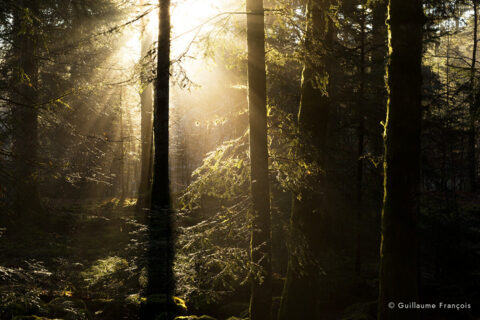 brume-foret-guillaume-francois-photographe-nature-animalier © Guillaume François