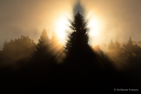 brume-sapin-guillaume-francois-photographe-nature-animalier © Guillaume François