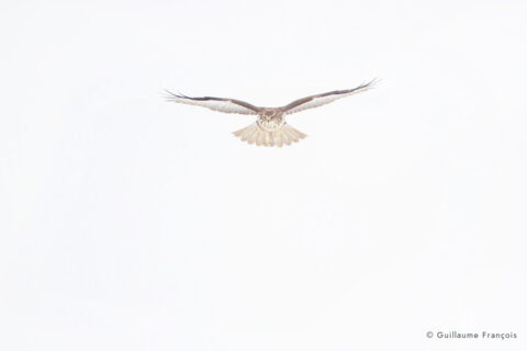buse-variable-neige-hiver-guillaume-francois-photographe-nature-animalier © Guillaume François