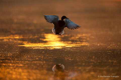 canard-colvert-atterissage-guillaume-francois-photographe-nature-sauvage-animalier-naturaliste (4) © Guillaume François