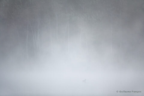 canard-colvert-guillaume-francois-photographe-nature-sauvage-animalier-naturaliste (3) © Guillaume François