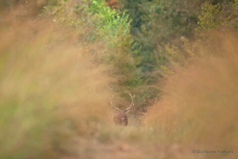 cerf-elaphe-foret-guillaume-francois-nature-photographe-animalier-sauvage © Guillaume François