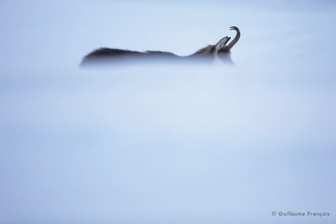 chamois-brume-neige-hiver-guillaume-francois-photographe-nature-animalier © Guillaume François