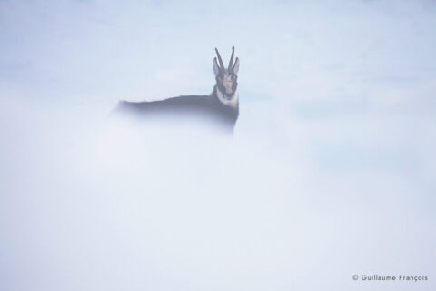 chamois-jura-neige-hiver-guillaume-francois-photographe-nature-animalier © Guillaume François