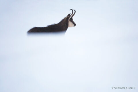 chamois-neige-hiver-guillaume-francois-photographe-nature-animalier © Guillaume François